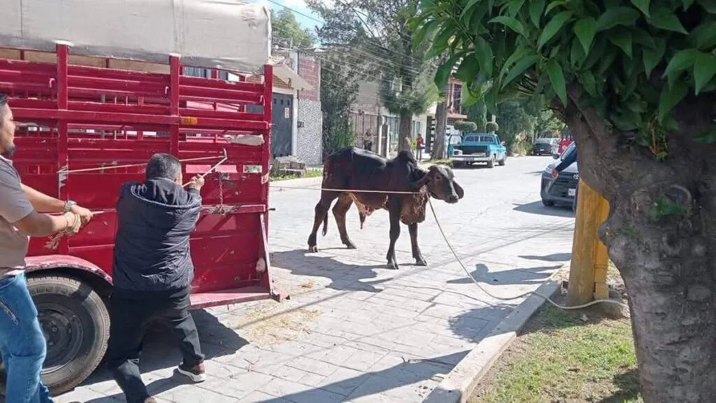 Se escapa ganado y causa caos vial en Texcoco
