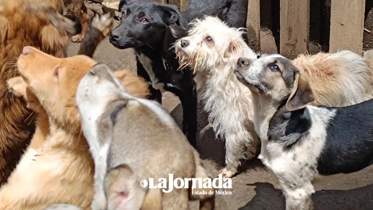 “La zoofilia es un delito que no se persigue”, denuncian asociaciones civiles