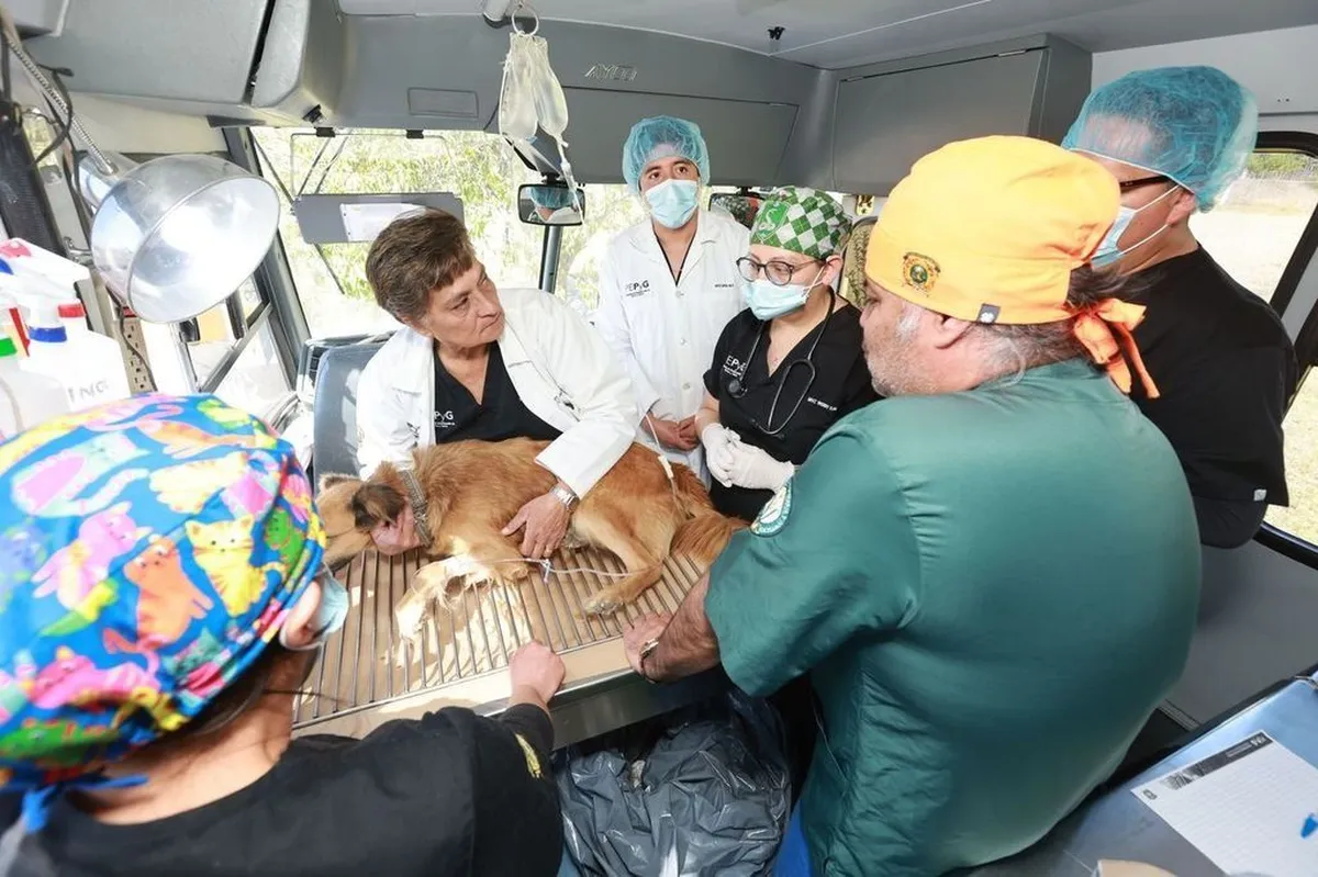 UAEMéx apuesta por la atención veterinaria con anestesia inhalada