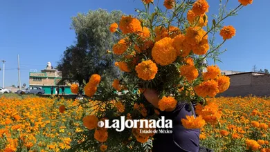 Productores de Teotihuacán inician cosecha de cempasúchil rumbo al Día de Muertos