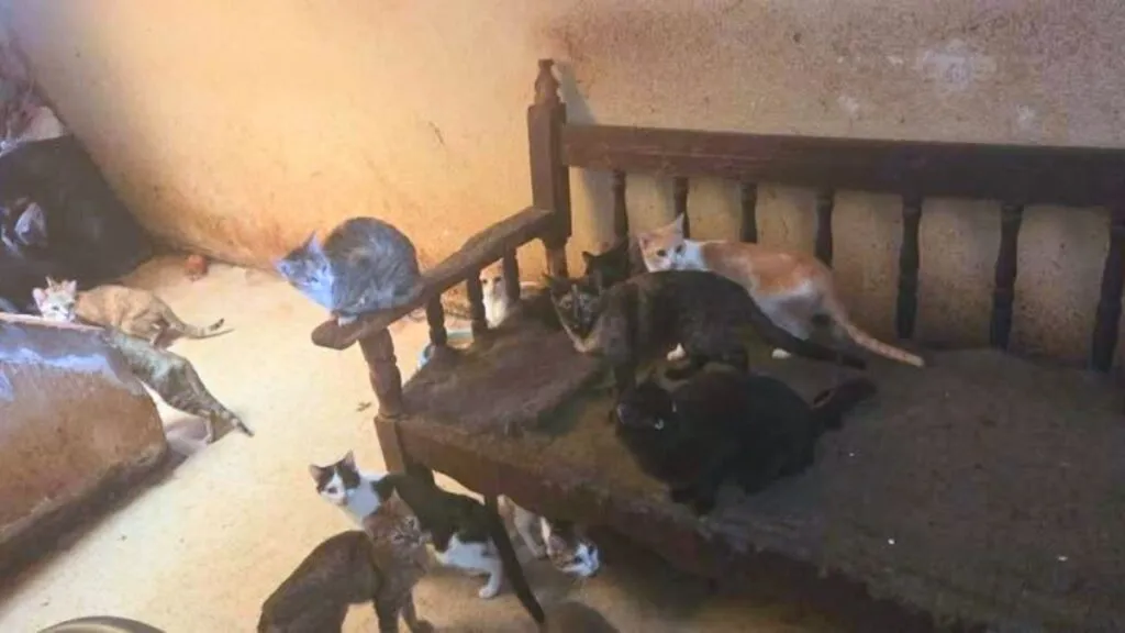 Tecámac: Rescatan a abuelitos y más de 90 gatos hacinados en una vivienda