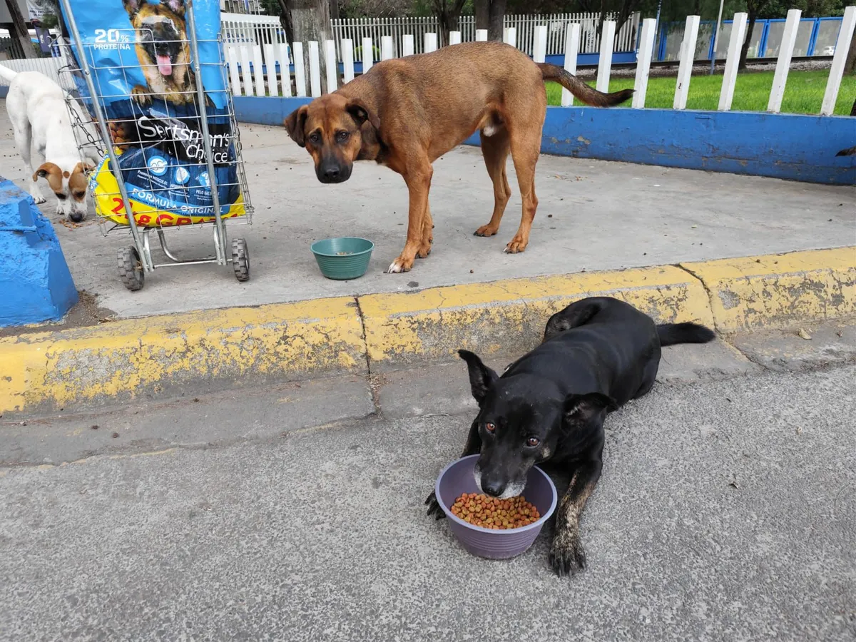 En Ecatepec arman plan para proteger a perros y gatos en situación de calle