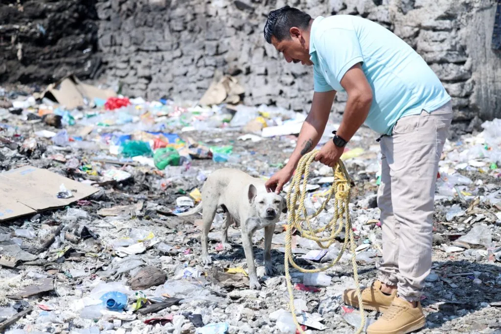 Alianza por los que no tienen voz: Chimalhuacán y La Paz esterilizan a animales en situación de calle