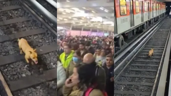 Un perrito causa caos en Línea 2 del Metro CDMX al ingresar a las vías y provocar retrasos masivos que saturaron estaciones como Hidalgo.