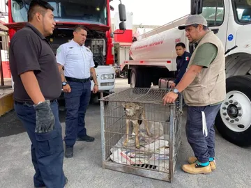 Aseguran a coyote que deambulaba por calles de Chalco