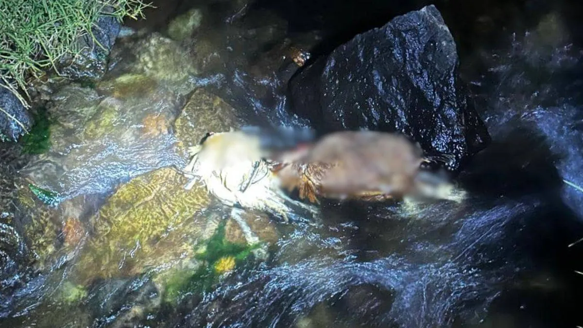 Ocoyoacac: Habitantes reportan cuerpos de animales en vías del Río Hondito