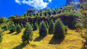 Edomex: Arranca venta de árboles de Navidad en el Mirador de Tepetlaoxtoc