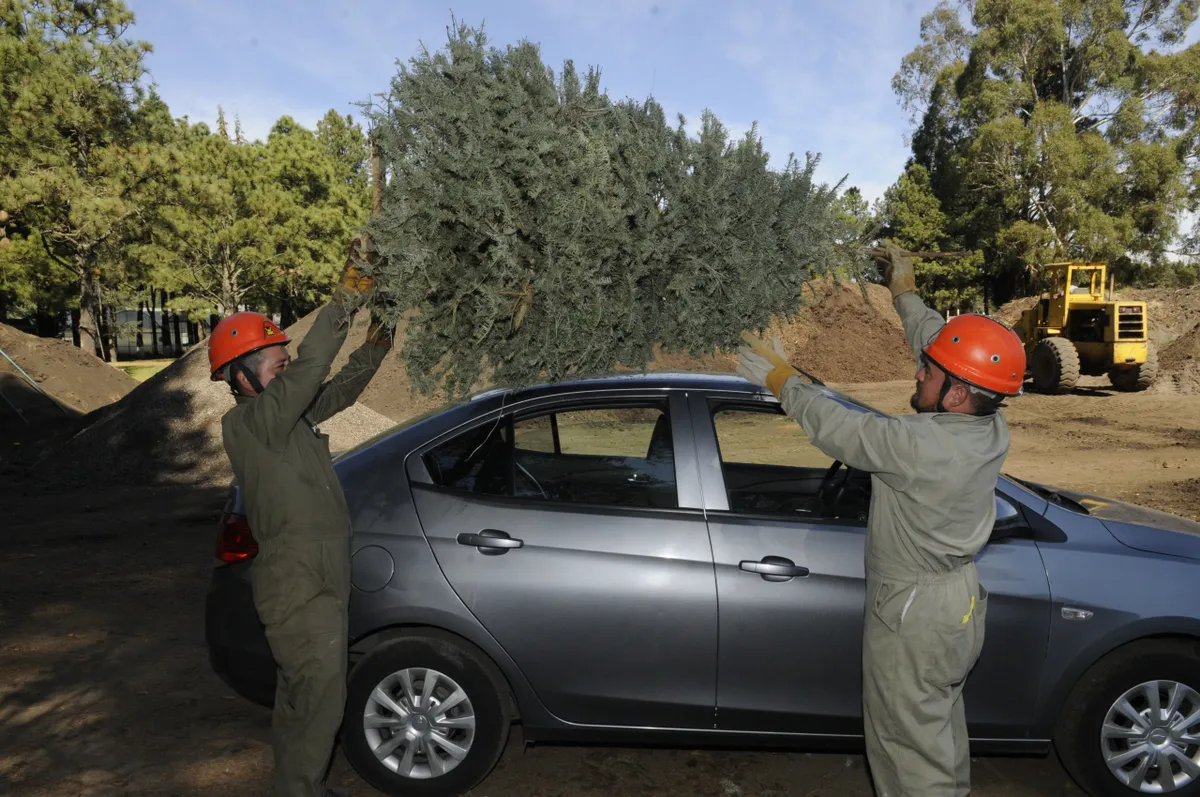 La campaña de acopio de árboles de navidad estará vigente hasta marzo.