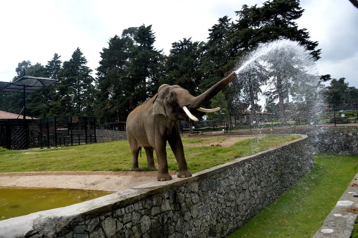 Zoológico de Zacango: enfocado en el entorno de sus especies