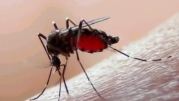 Mosquito trasmisor del dengue es detectado en Nezahualcóyotl