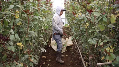flores-del-14-de-febrero-un-acervo-natural-del-edomex