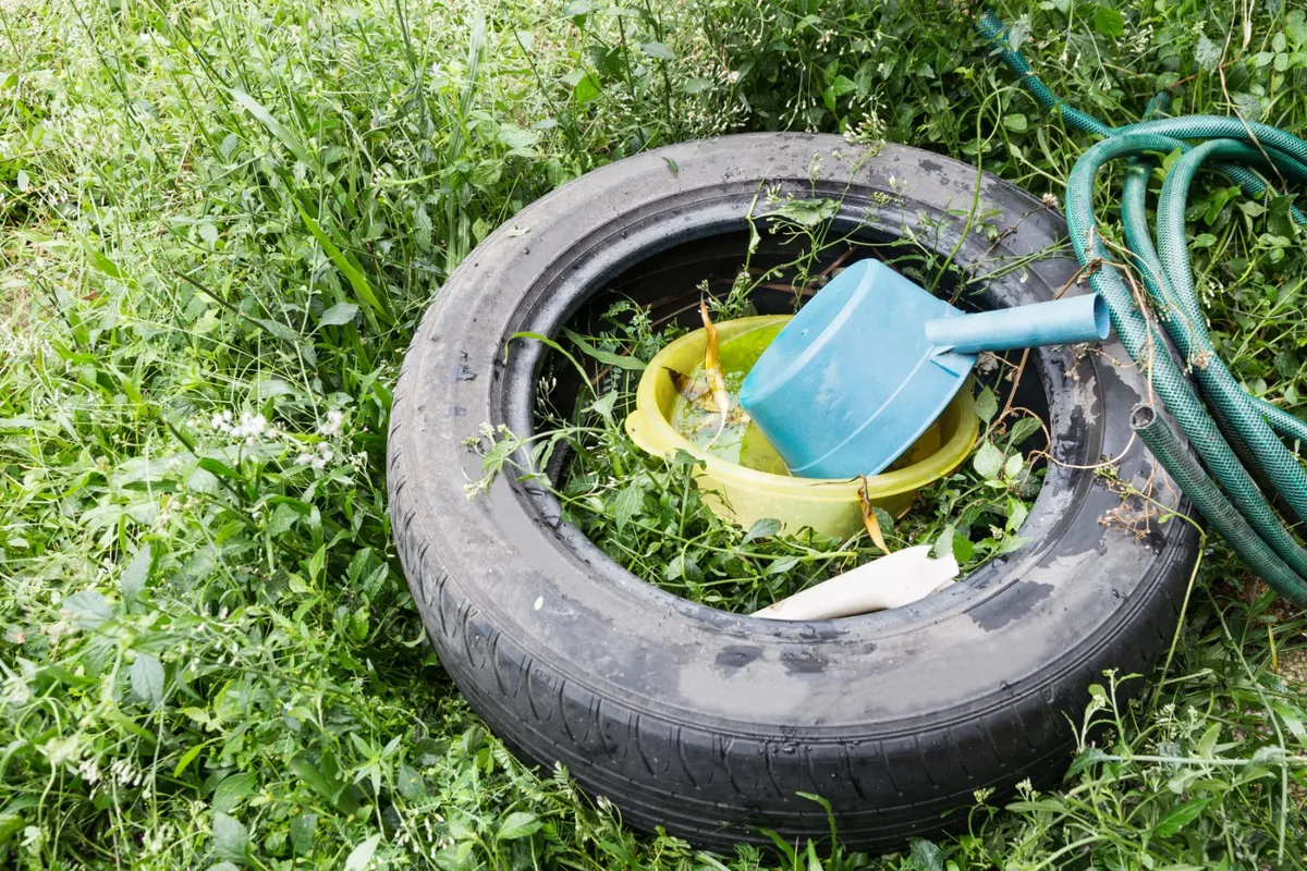 ¡Cuídate del dengue, zika y chikungunya con estas recomendaciones!