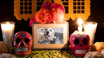¿Cuándo se pone la ofrenda de Día de Muertos para mascotas y qué debe tener?