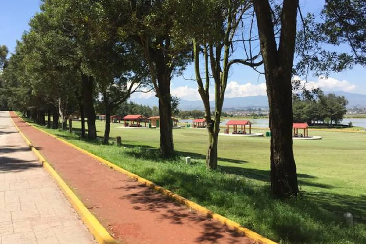Toluca: El escarabajo descortezador amenaza los árboles del Parque Alameda 2000