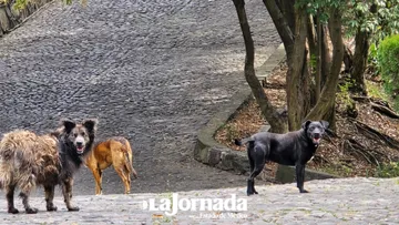 Activista pide no ignorar denuncias de maltrato animal