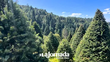 Probosque proyecta 500 Senderos Mágicos Navideños para fomentar venta y ecoturismo