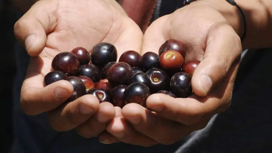 Atlautla: anuncian feria del capulín 2024