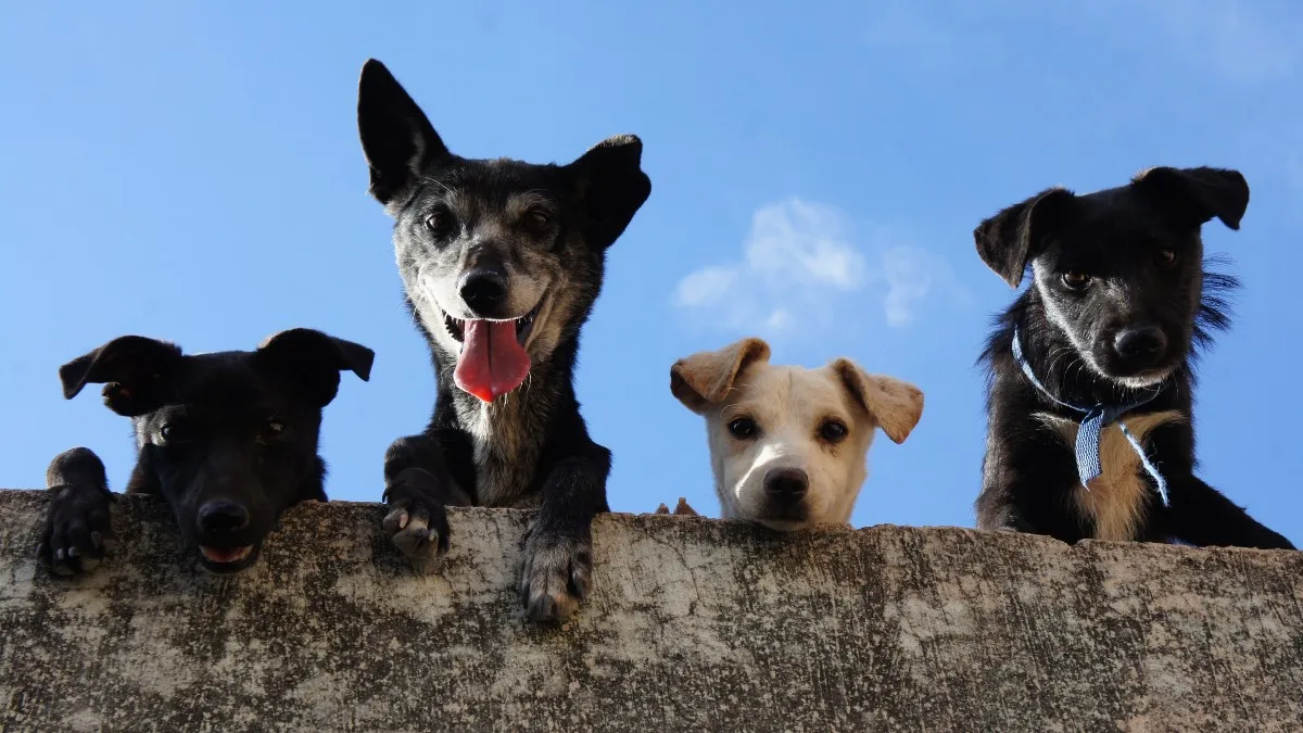 ¿Cómo cuidar a tu perrito de un golpe de calor?