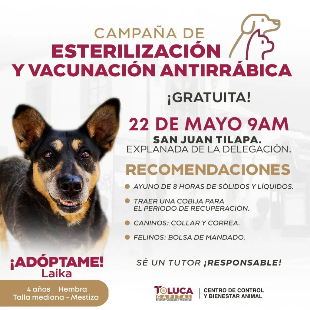 Realizarán jornada de esterilización canina y felina en San Juan Tilapa