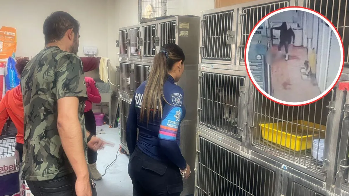 ¡Sobrevivió! Gatito maltratado en mercado de Ecatepec se encuentra bajo resguardo