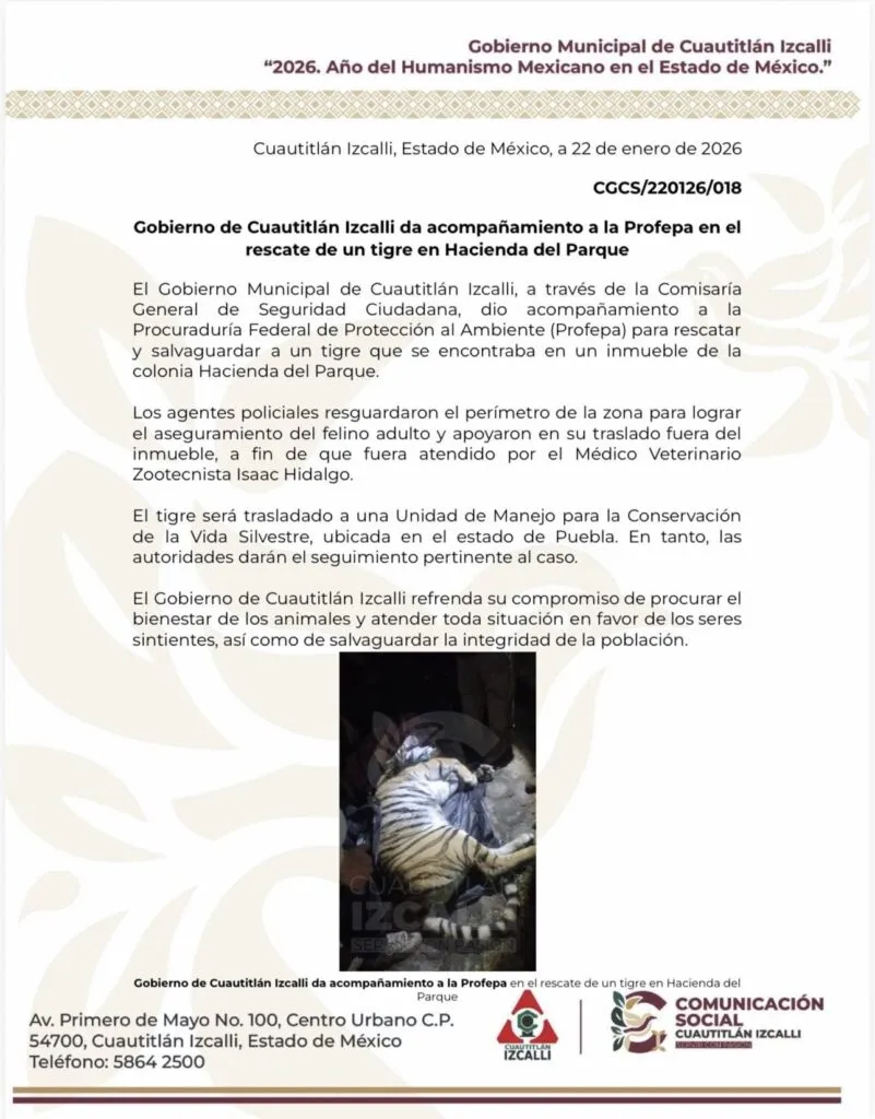 Tigre de bengala es rescatado en Cuautitlán Izcalli