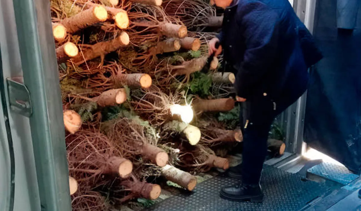 Realizan inspección de árboles de Navidad importados a México