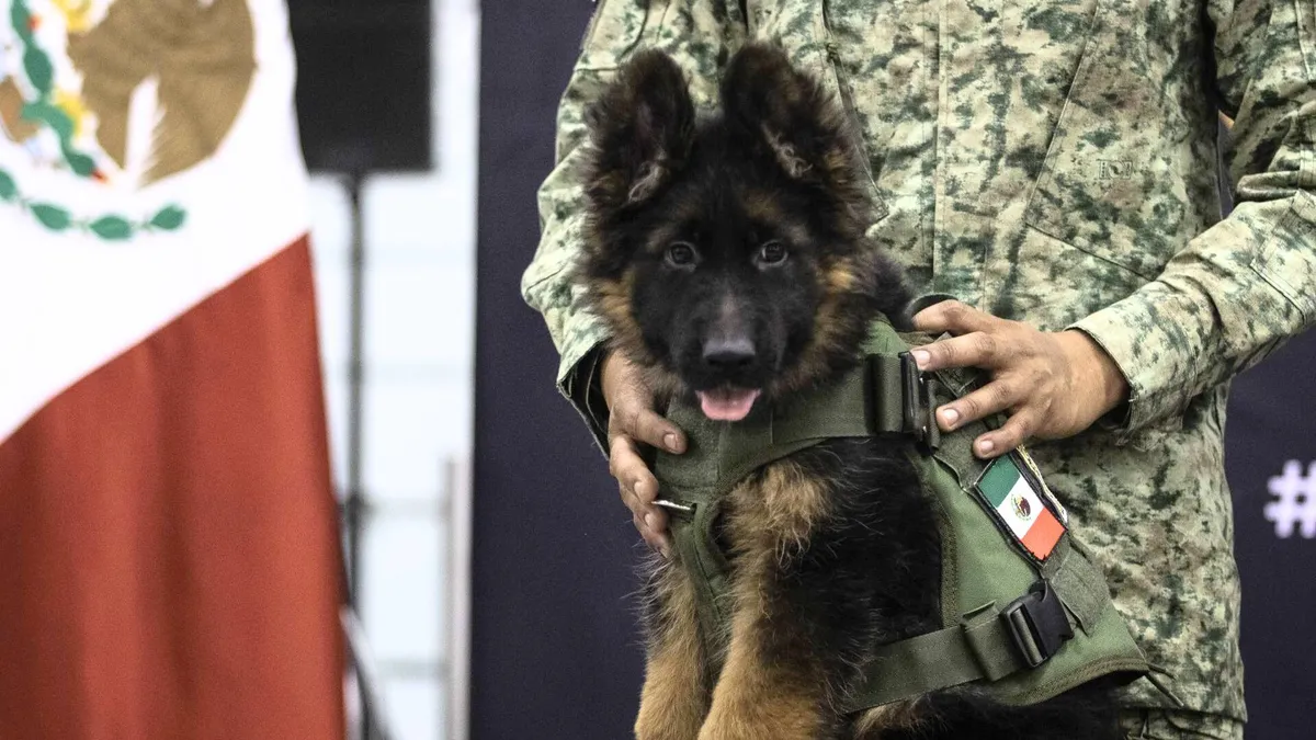SEDENA presenta oficialmente a “Arkadas”, el cachorro turco donado a México