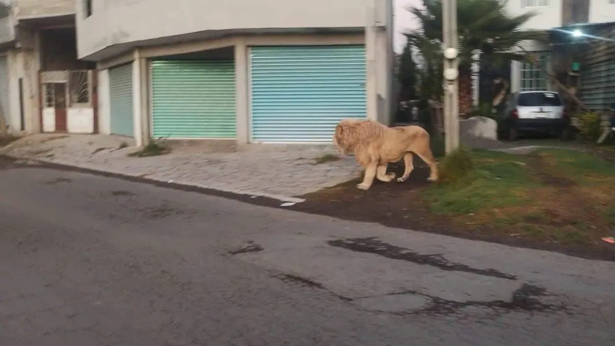 El momento, aunque inusual, generó preocupación sobre la seguridad del animal y de las personas en la zona.