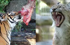 Zoológico alimentará a depredadores con mascotas, ¿donarías a la tuya?