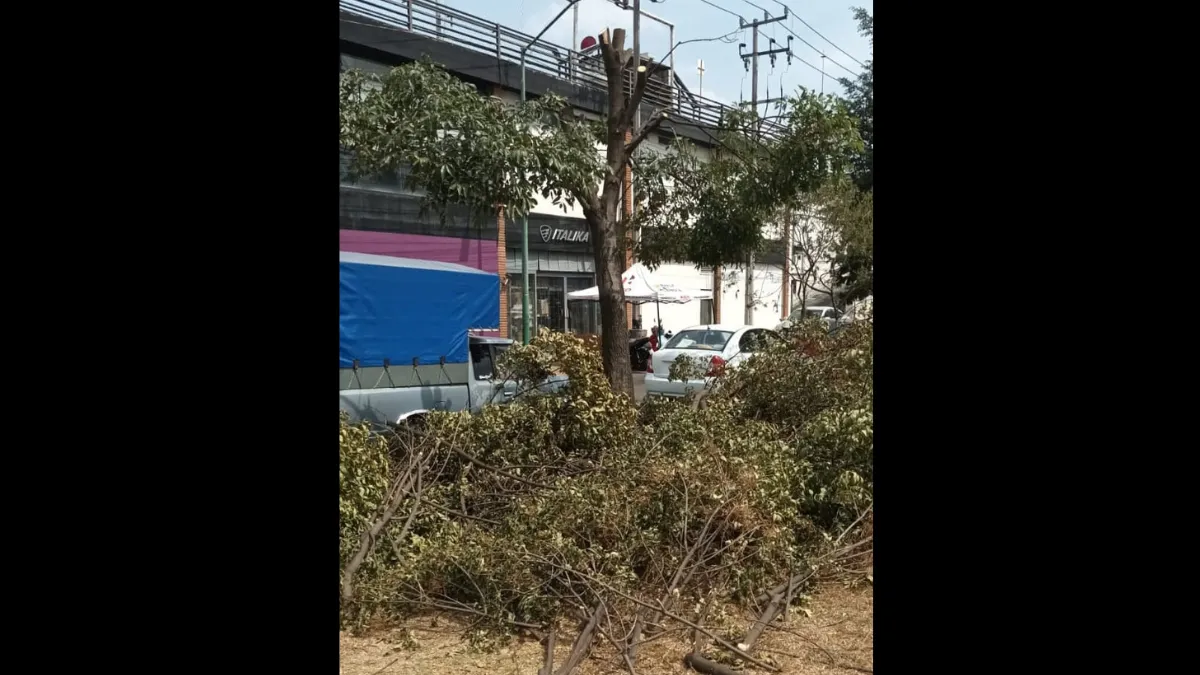 En Toluca inician procedimiento administrativo contra la Plaza Punto, por desmoche sin autorización de nueve árboles