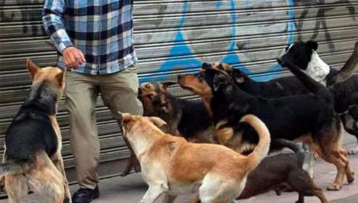 VIDEO: Ataque de perros a jóvenes se vuelve viral en Edomex