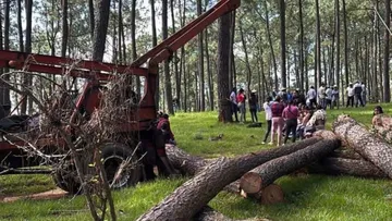 Tala de árboles pone en riesgo a Michoacán: habitantes