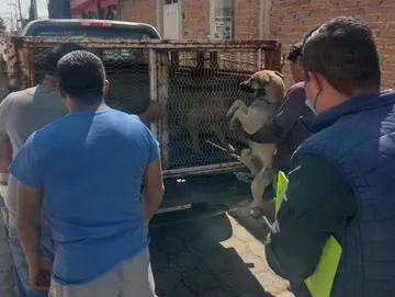 Metepec: Resguardan a perros que atacaron a jóvenes en San Miguel Totocuitlapilco