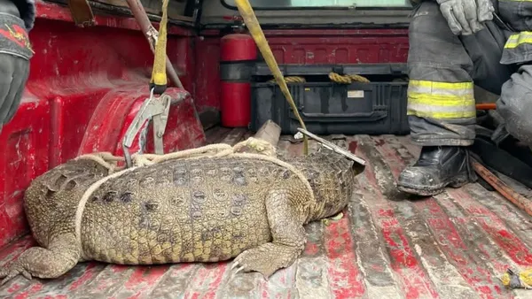 Cocodrilo aparece en calles de Cuautitlán Izcalli; autoridades lo aseguran