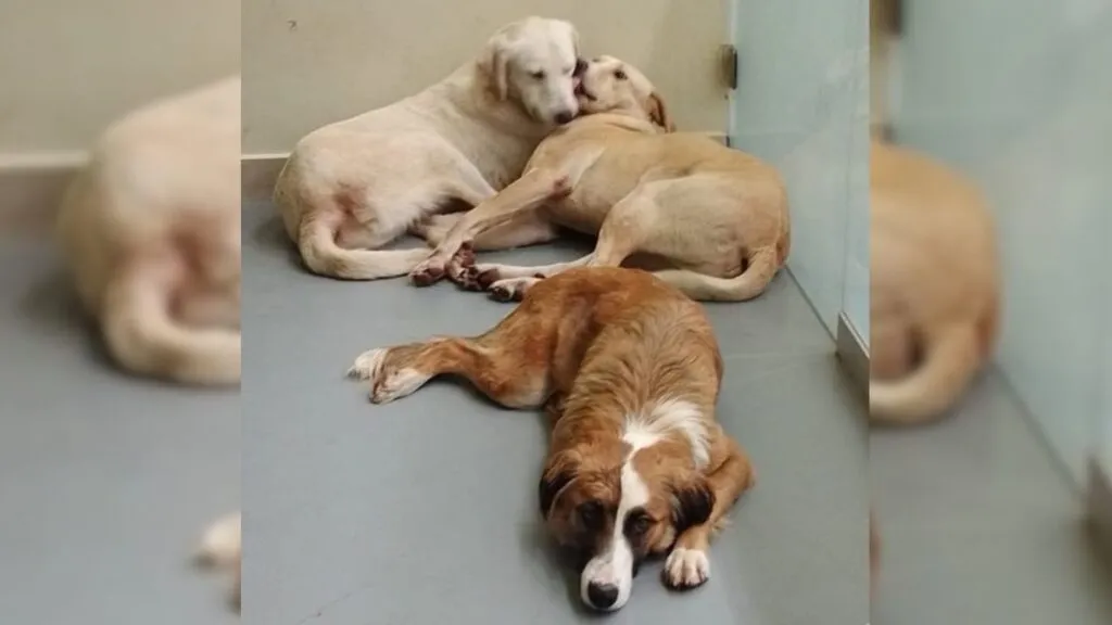 Protectores de animales piden no comprar mascotas como regalo