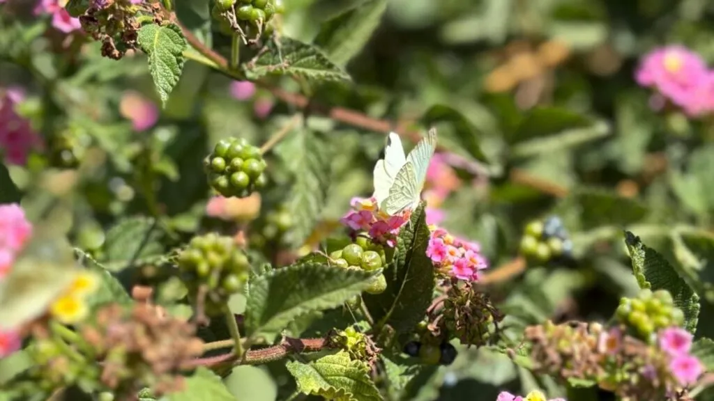 Mariposario del Parque Ehécatl: Horarios y costos para visitar en vacaciones