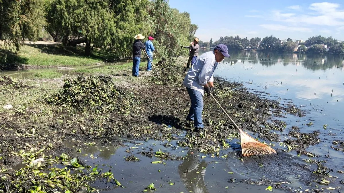 Vecinos de Axotlán combaten invasión de lirio acuático en la laguna