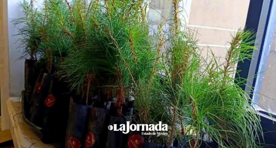 Ixtapaluca: Probosque lanza programa para prevenir tala clandestina en Navidad