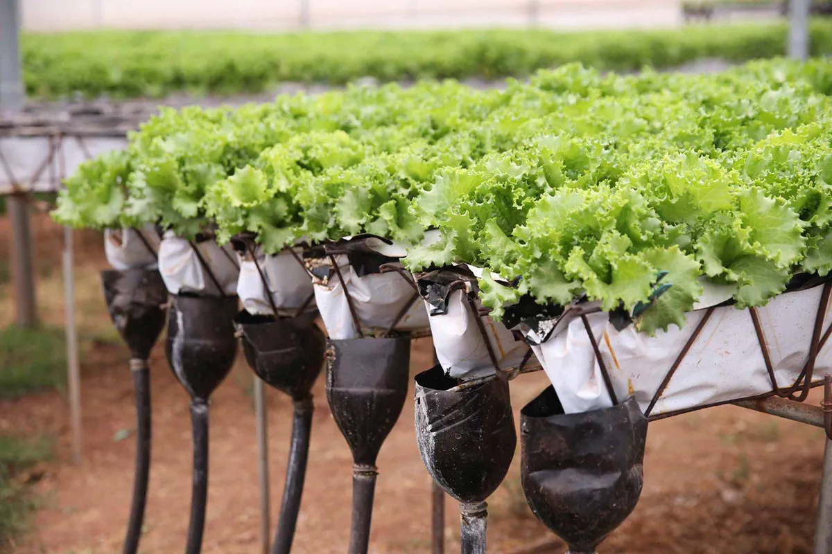 Edomex: Cultivo Hidropónico una alternativa agrícola en el para la eficacia del agua