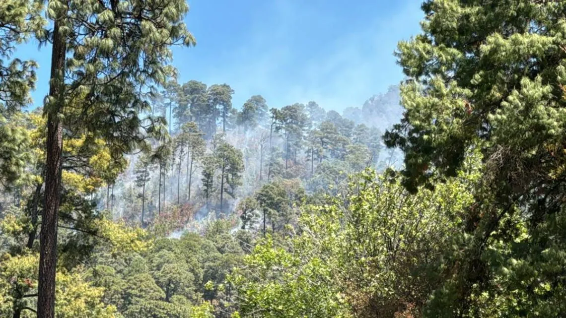 Donato Guerra: Logran controlar incendio forestal en San Lucas Texcaltitlán