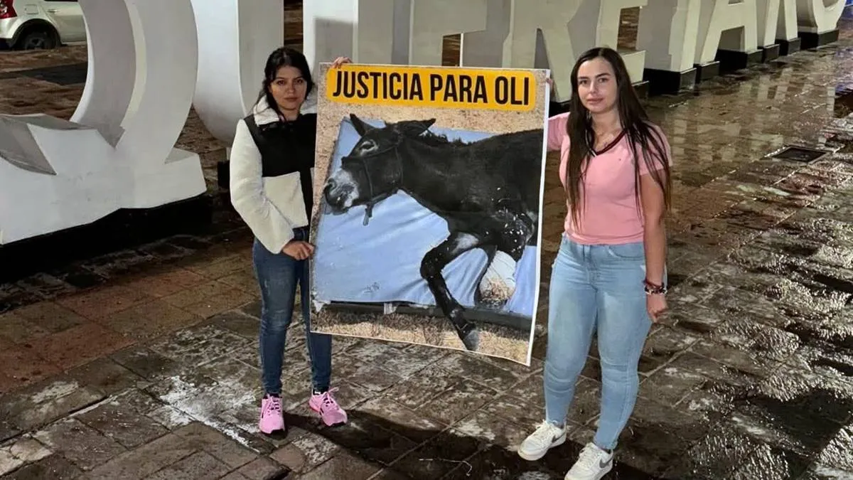 Mexiquenses participaron en creación de ley de protección animal en Querétaro