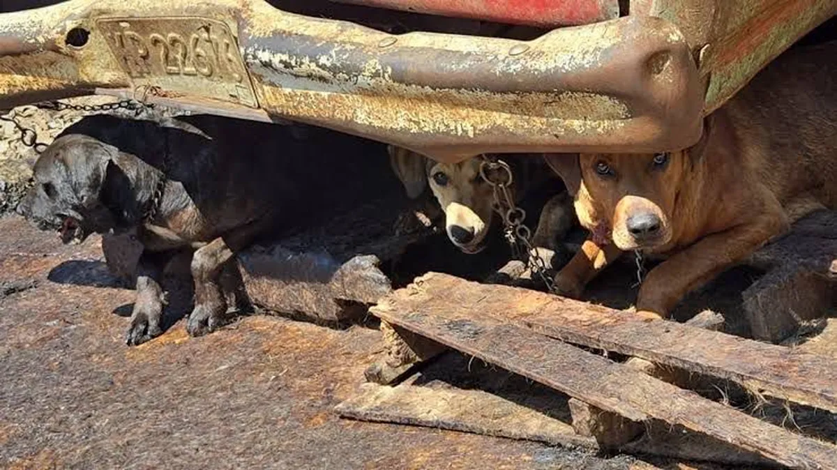 Van más de 200 denuncias por maltrato animal en 2025