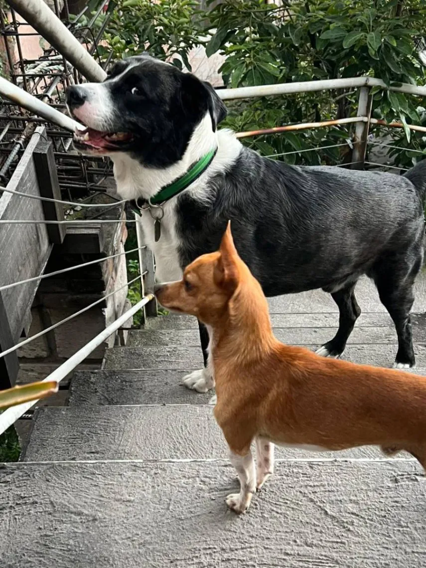 Cáncer en perros: Pon atención a los síntomas