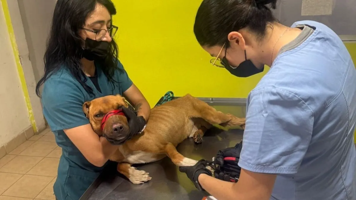 Atiende Ayuntamiento de Toluca a caninos víctimas de maltrato en San Pedro Totoltepec