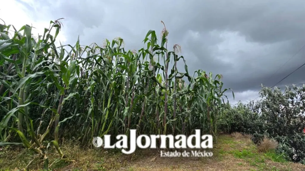 Autoridades buscan abrir mercados al maíz nativo