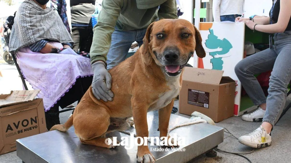 Sociedad sin cultura de cuidado animal: Corazón Canino