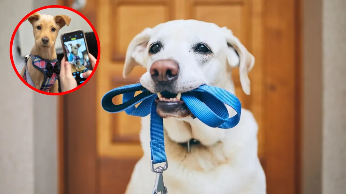 ¡Gratis! Celebra con tu perro “Un día con mi mejor amigo” en CDMX