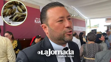 Autoridades preparan machos estériles para combatir al gusano barrenador en el sur del Edomex