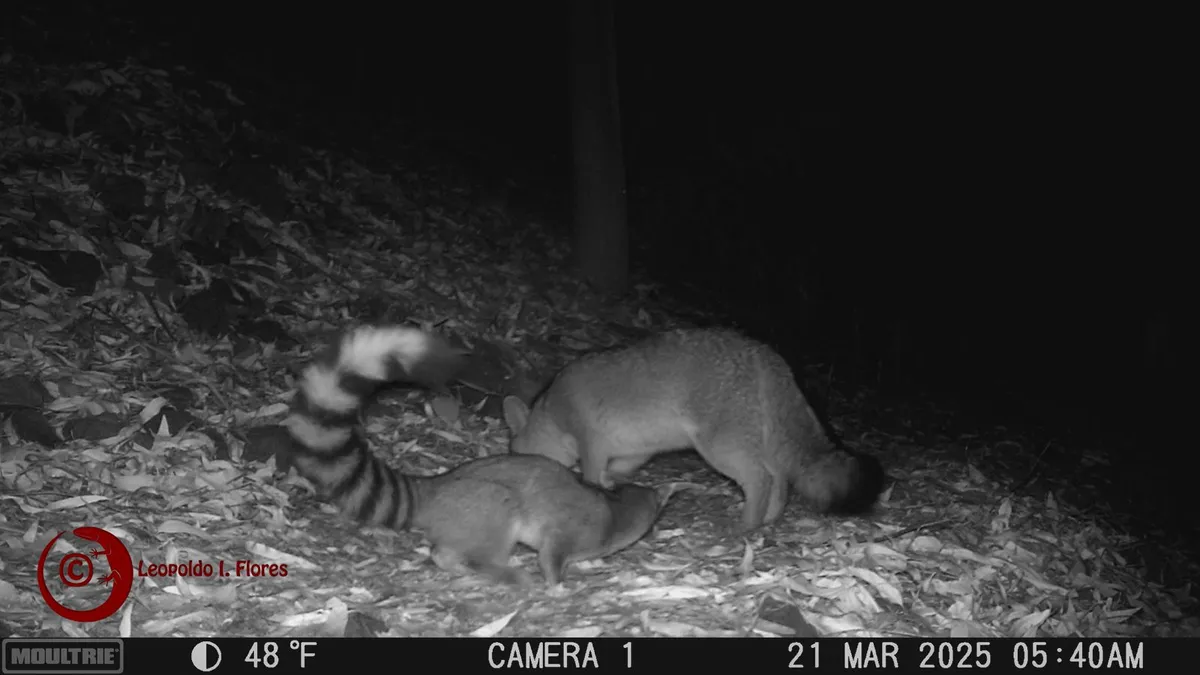 UAEMéx: Descubren inusual relación entre un zorro gris y un cacomixtle