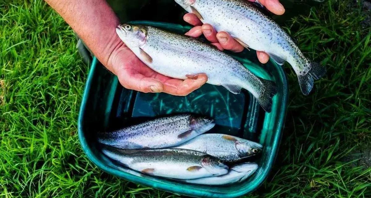 Cuaresma impulsa producción y venta de pescado en Edomex